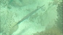 Aulostomus chinensis