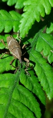 Cryptoderma formosense