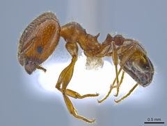 Pheidole pilifera