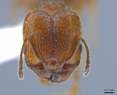 Pheidole pilifera