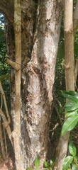Coccoloba pubescens