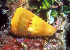 Conus vexillum