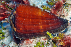 Conus vexillum