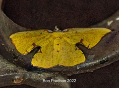 Corymica spatiosa