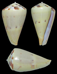 Conus vexillum