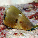 Conus vexillum - Photo (c) uwkwaj, algunos derechos reservados (CC BY-NC), subido por uwkwaj