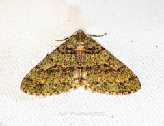 Myrioblephara duplexa