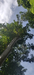 Pimenta racemosa