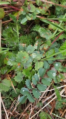 Phragmidium sanguisorbae