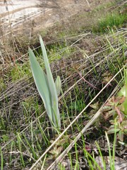 Tulipa sylvestris