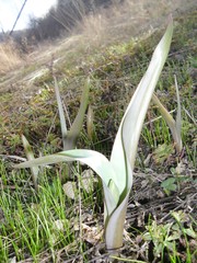 Tulipa sylvestris