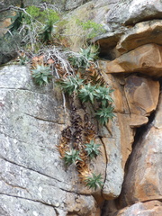 Aloe perfoliata
