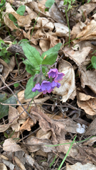 Pulmonaria officinalis