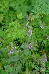 Stachys rigida quercetorum