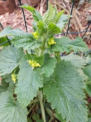 Scrophularia vernalis