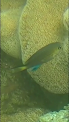 Pycnochromis nigrurus