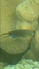 Pycnochromis nigrurus