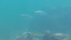 Caesio caerulaurea