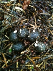 Coprinopsis igarashii