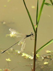 Lestes pallidus
