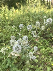 Eryngium planum