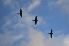 Orthopsittaca manilatus