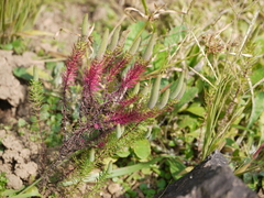Pogostemon deccanensis