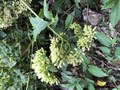 Microglossa pyrifolia