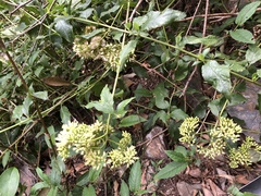 Microglossa pyrifolia