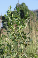 Dais cotinifolia