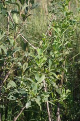 Dais cotinifolia