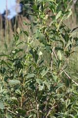 Dais cotinifolia