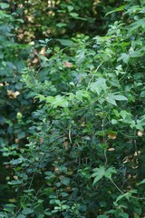 Ceratiosicyos laevis