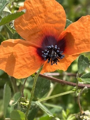 Papaver apulum