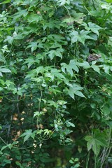 Ceratiosicyos laevis