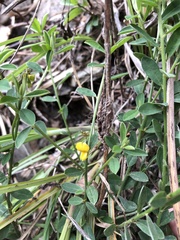 Crotalaria albida