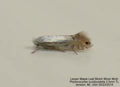 Phyllonorycter lucidicostella