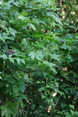 Ceratiosicyos laevis
