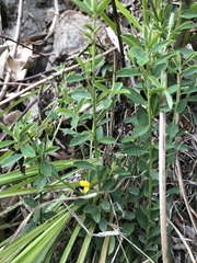Crotalaria albida