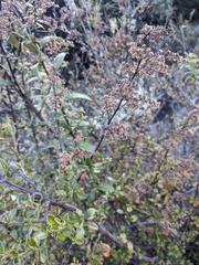 Holodiscus argenteus