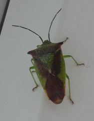 Acanthosoma haemorrhoidale