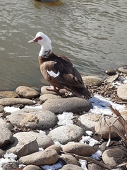 Cairina moschata domestica
