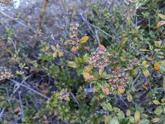 Holodiscus argenteus