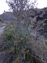 Holodiscus argenteus