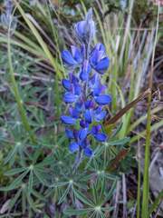 Lupinus costaricensis