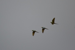 Orthopsittaca manilatus