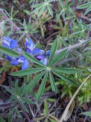 Lupinus costaricensis
