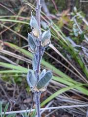 Lupinus costaricensis