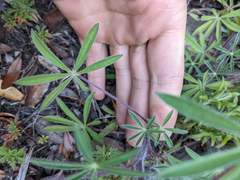 Lupinus costaricensis
