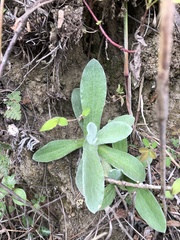 Pseudognaphalium adnatum